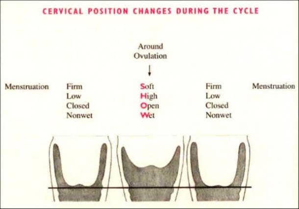 What Every Woman Should Know About Her Cervix Including What It